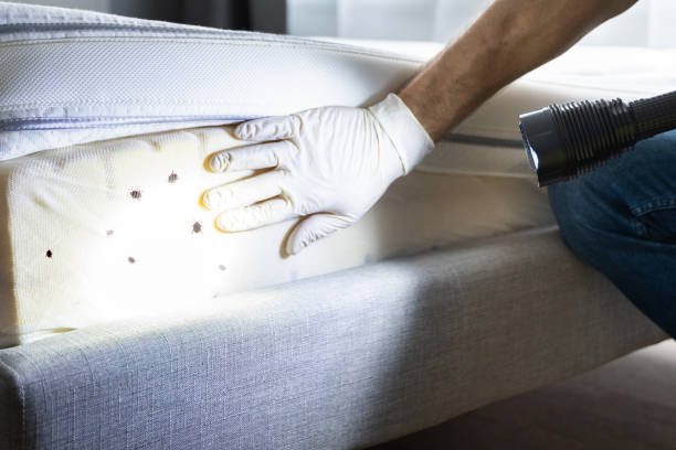 Best Affordable Pest Control Services  in Sturgis, SD