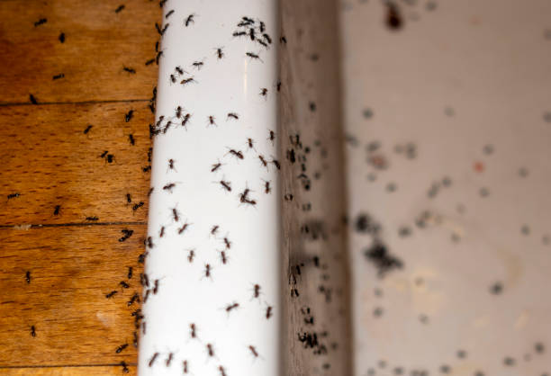 Best Pest Removal Services  in Sturgis, SD