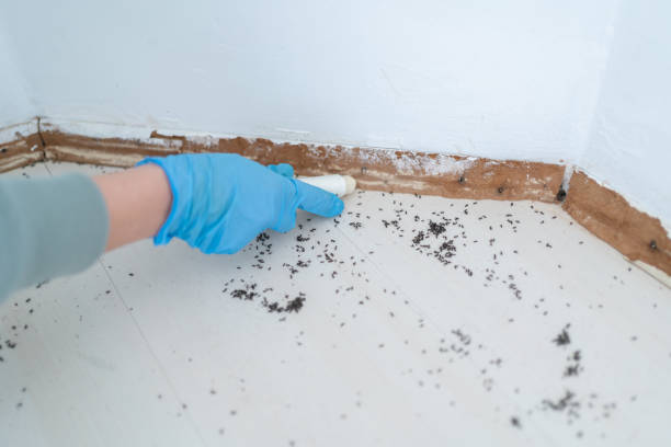 Best Flea Control Services  in Sturgis, SD